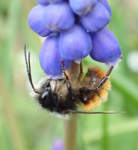 Osmia cornuta